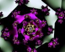 rosespiral